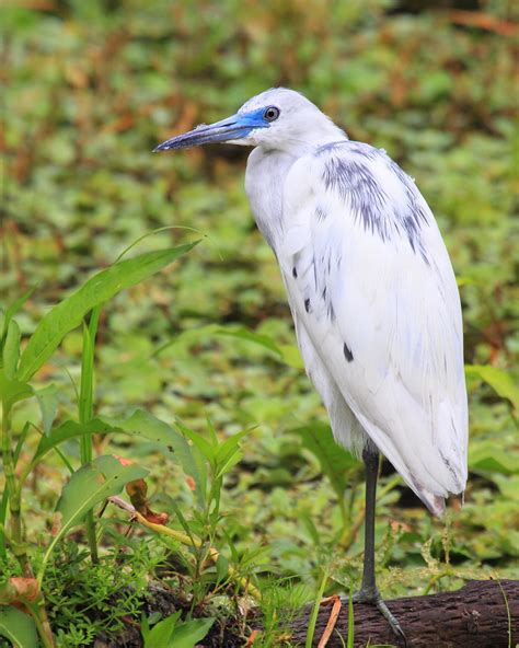 IMG_8635_Juvenile Little Blue Heron | GriffInTheWild | Flickr