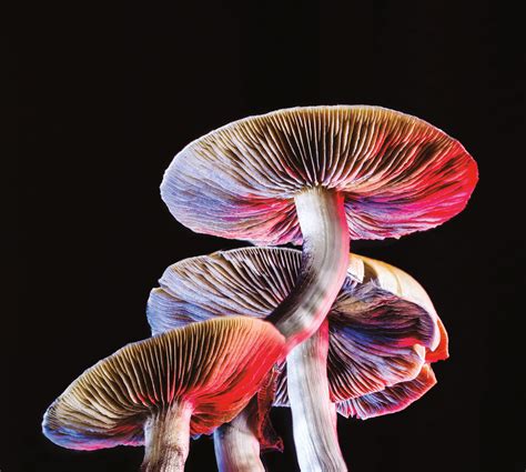 Is Oregon Ready for the Coming Psilocybin-Fueled Mushroom Tourism Boom ...