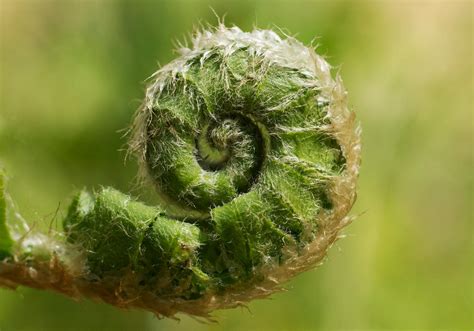 Fiddlehead Fern by ZombieBunnyRabbit on DeviantArt