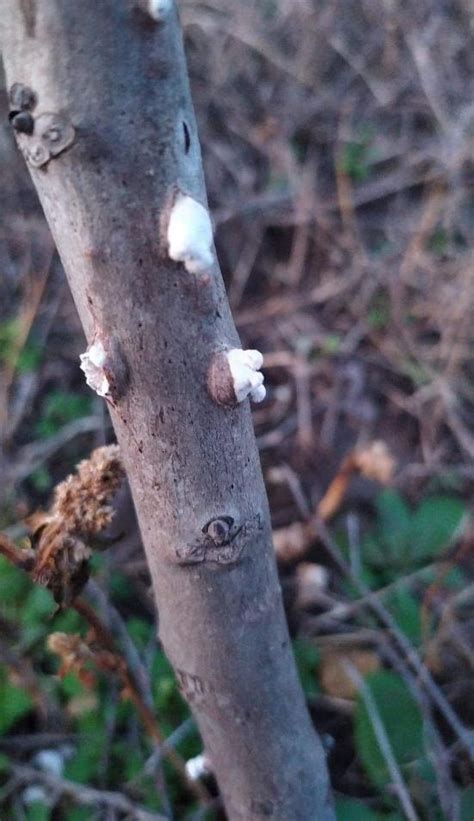 diseases - White growth on young walnut tree - is it an illness? - Gardening & Landscaping Stack ...