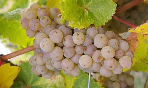 BUY Chenin Blanc Grapevine online (Vitis vinifera 'Chenin Blanc') INDOOR WINE VARIETY From UK ...