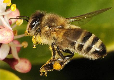 Factsheet - Apis mellifera (The Honey Bee)