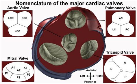 the structure of an animal's heart is shown in this diagram, with labels on it