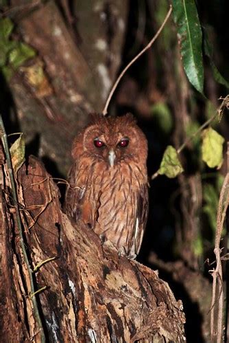 jamaican owl | I found this owl and its family living in a o… | Flickr