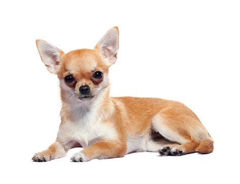 Collection of Chihuahua PNG HD. | PlusPNG