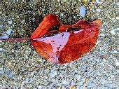 Free picture: leaf, water, concrete, wet, reflection