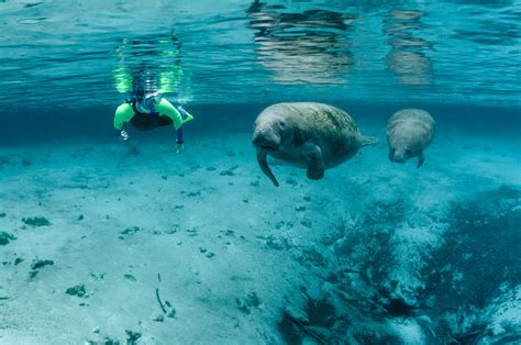 Manatees In Paradise | Snorkel & Eco Tours | Crystal River, FL