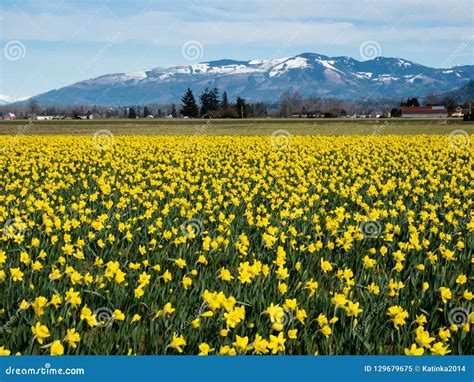 Blooming Daffodil Fields in Washington State Stock Image - Image of agriculture, landscape ...