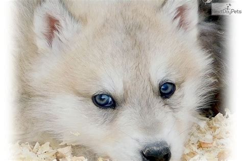 Wolf Hybrid puppy for sale near Las Vegas, Nevada | ab987ef9-c931 | Wolf hybrid, Wolf hybrid ...