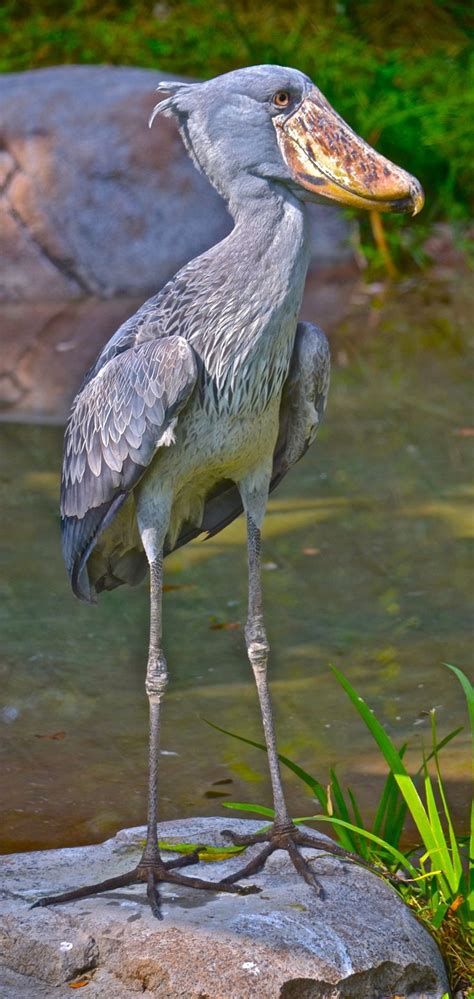 Exotic birds - Shoebill Stork - Big bird with skinny legs. | Birds of a ...