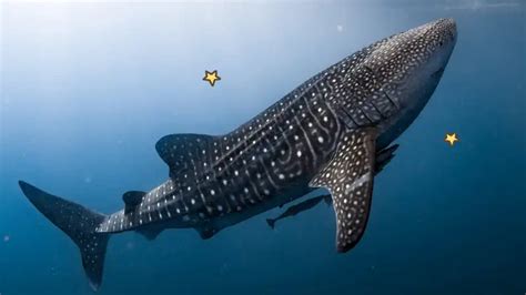 10 Ikan Terbesar di Dunia, Ada Whale Shark di Urutan Pertama | Orami