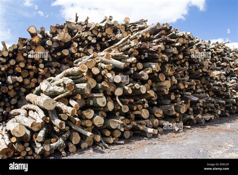 A pile of cut logs drying in the sun. Woodpile sourced from sustainably managed woodlands ...