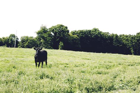 Vermont Cheese Trail - Our Natural Heritage