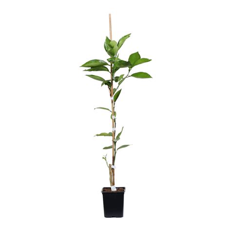 Valencia Orange Trees for Sale | BrighterBlooms.com