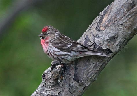 Common Redpoll wallpapers, Animal, HQ Common Redpoll pictures | 4K Wallpapers 2019