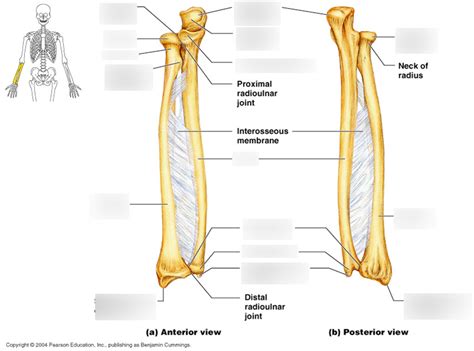 Radius and Ulna Diagram | Quizlet