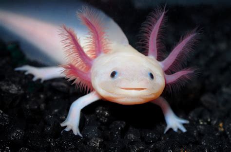 Punnett's Square: The Smiling Axolotl Hides a Secret: A Giant Genome