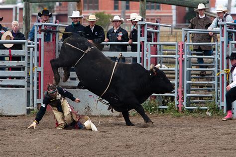 Bull Riding | Jason Savage Photography