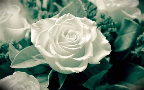 White Rose Wallpaper 06 - [1920x1200]