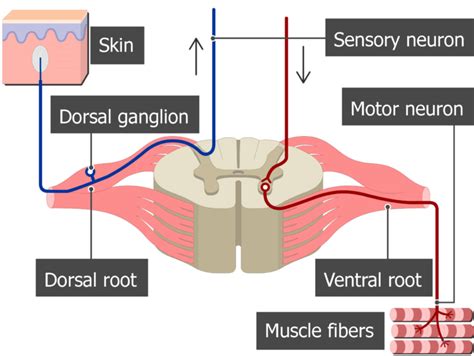 Spinal Nerve Spinal Cord Vertebral Column Nerve Root Anatomy Png ...