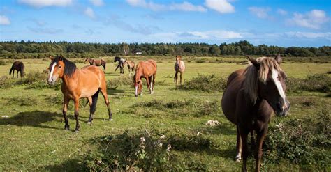 45+ campsites in the New Forest - the park's best camping sites