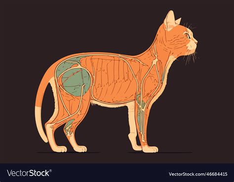 What Is The Anatomy Of A Cat at Lindsay James blog