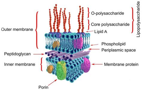 Gram-negative bacterial cell wall, labeled, 3D illustration. | Download ...