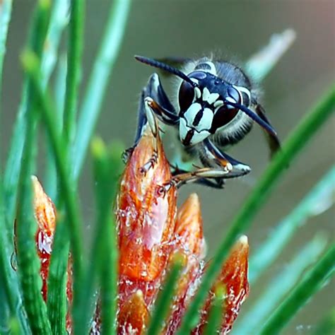 Wasp Spotlight: The Bald-Faced Hornet · ExtermPRO