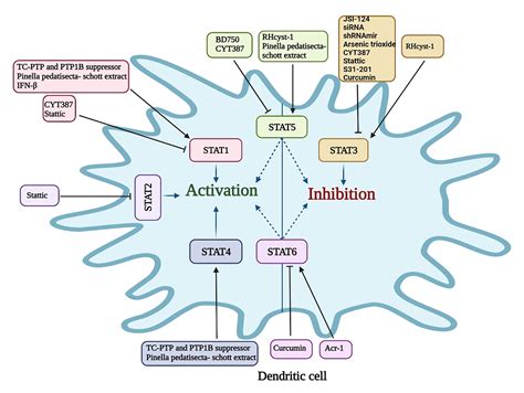 STATs signaling pathways in dendritic cells: As potential therapeutic targets?: International ...