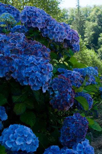 The essential guide to growing hydrangeas – Artofit