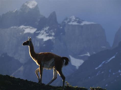 Mountain llama wallpaper | animals | Wallpaper Better