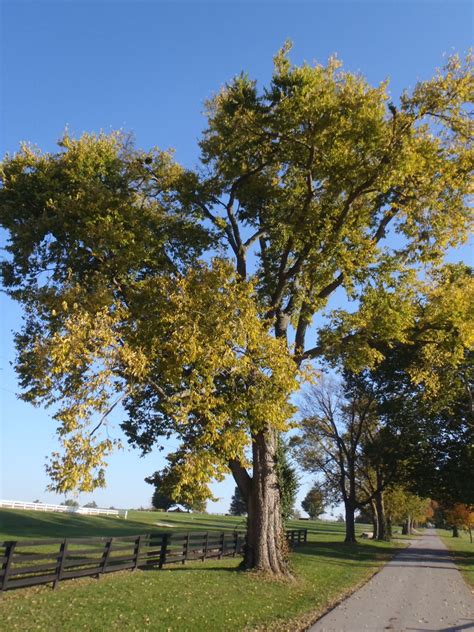 Celtis occidentalis (American Hackberry, Beaverwood, Common Hackberry, False Elm, Hackberry ...