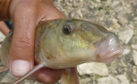 Manitoba Fish Species on the Fly: August 2013