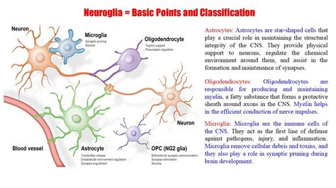 Anatomy & Physiology (73) Neuroglia | What is Neuroglia | Neuroglial Cells | Function of ...