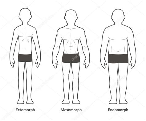 Male body type chart Stock Vector Image by ©Sudowoodo #97856902