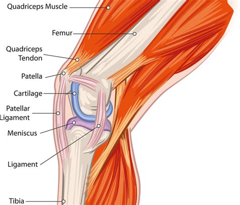 5 Physical Therapy Knee Exercises for Strong & Healthy Knees