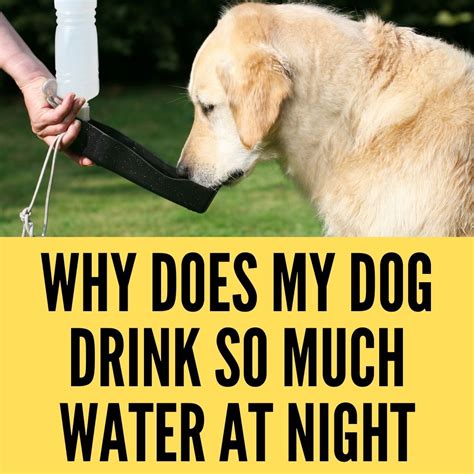 Why Does My Dog Drink Too Much Water at Night? - Oxford Pets