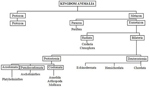 What are the Characteristics of the Kingdom Animalia | Kingdom animalia, Animalia, Kingdom