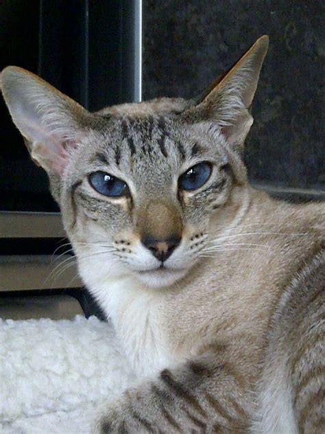 228 best LOVE Lynx Point Siamese! images on Pinterest | Kitty cats, Cats and Siamese cat