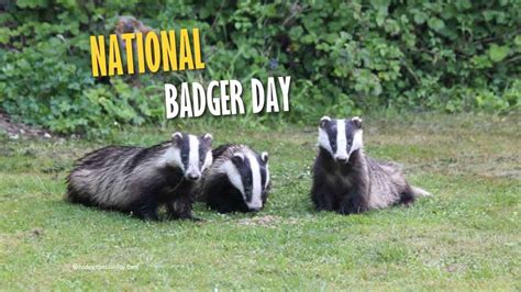 National Badger Day – October 6: Important, Celebrate & Facts