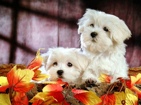 Fluffy and Cute Puppy - XciteFun.net