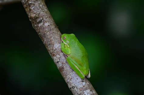 Cairns Daintree Rainforest Afternoon Nature Tour | FNQ