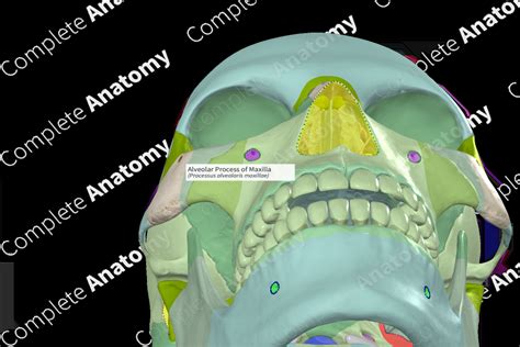 Alveolar Process of Maxilla | Complete Anatomy