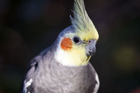 8 Top Quiet Pet Bird Species