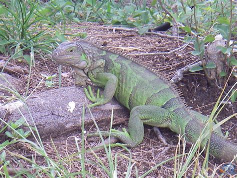 Lake Okeechobee Wildlife Pictures & Sightseeing