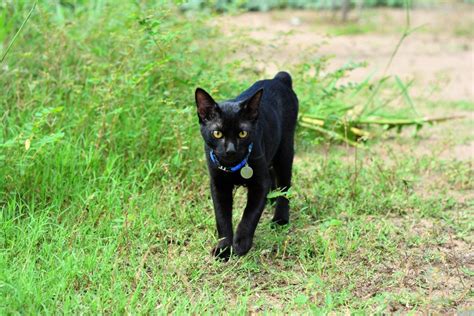 22 Beautiful Black Cat Breeds | Reader's Digest