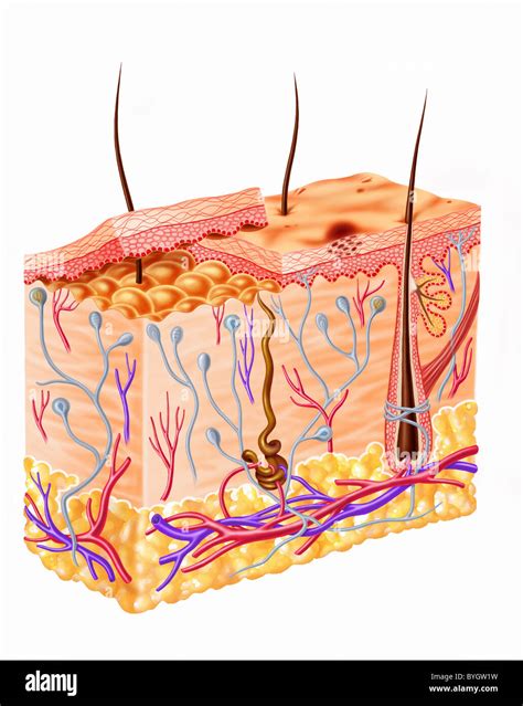 Human skin section diagram Stock Photo - Alamy