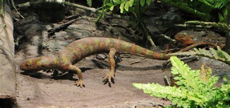 Model of Hylonomus, the earliest reptile, at Museum am Low… | Flickr