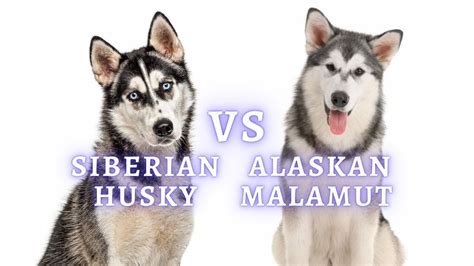 Malamute vs Husky: Intelligence, Personality, Temperament Differences