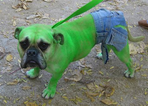 10 Incredibly Nerdy Dog Costumes | Dog costumes, Best dog costumes, Pet ...